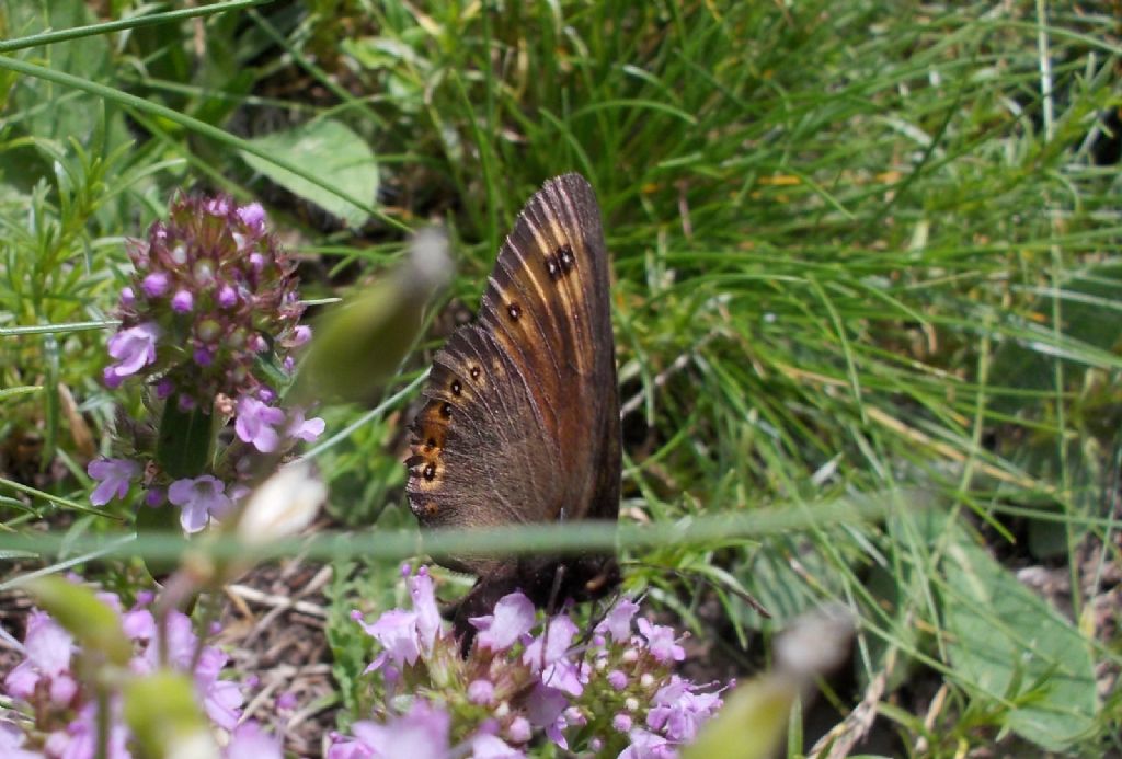 Erebia da identificare